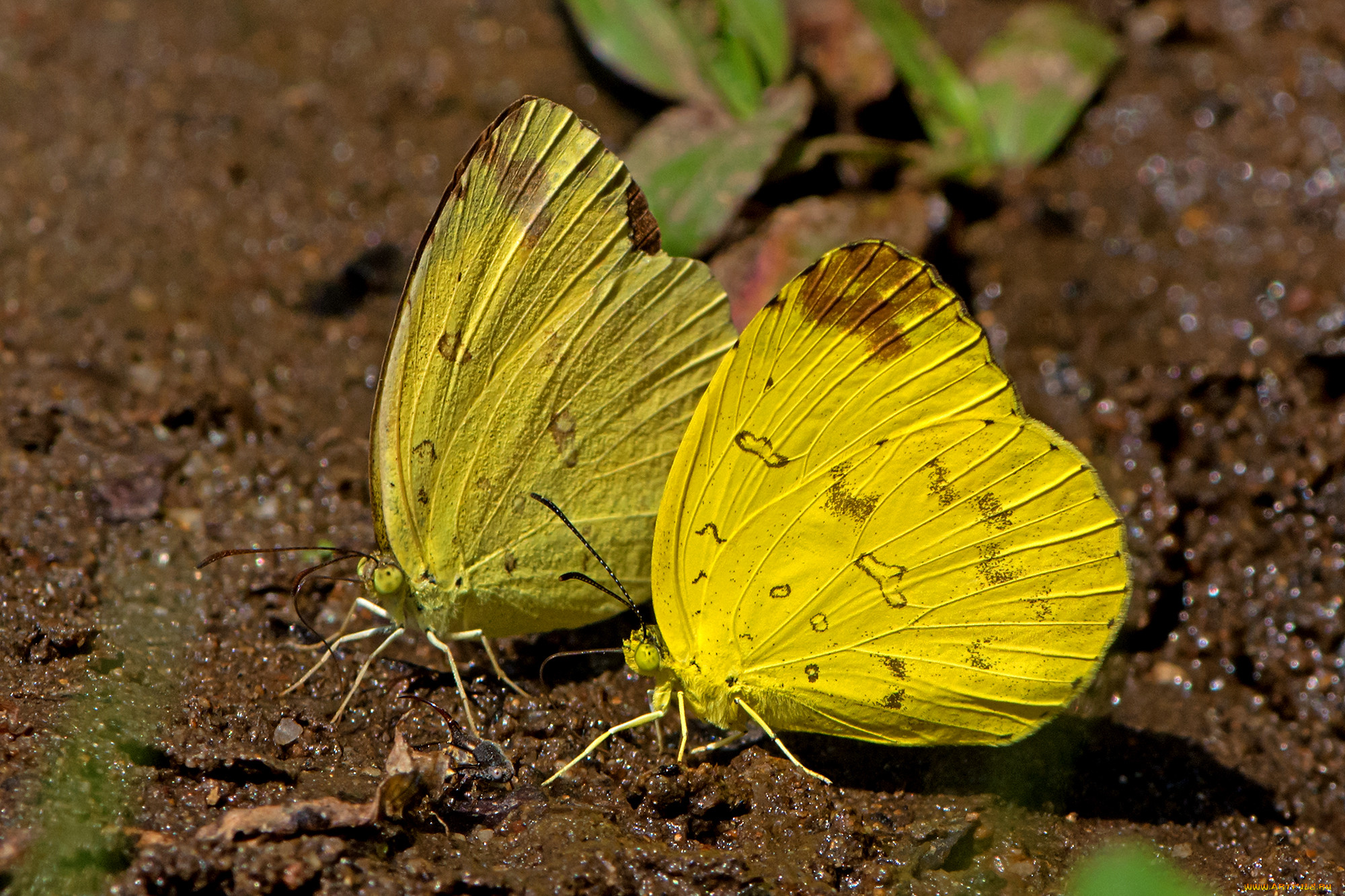 eurema simulatrix - hill grass yellow, , ,  ,  , 